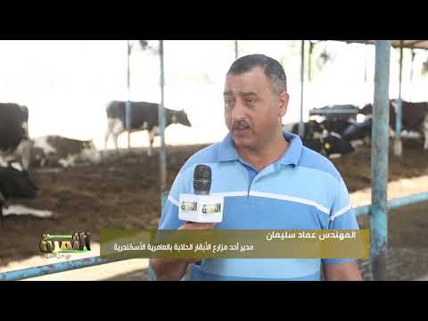 تعرف على مميزات الأبقار الهولشتين و السيمنتال والمونبليار وتعرف على أفضلهم للتسمين