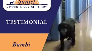 Torn Cranial Cruciate Ligament (ACL) in Bambi - Sunset Veterinary Surgery Clearwater, FL