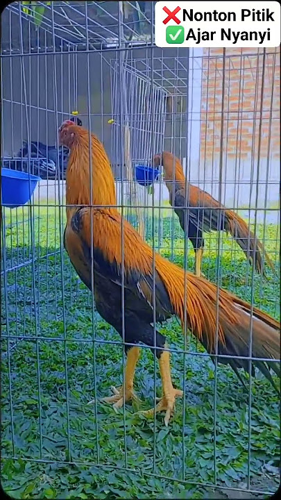 Pesona Ayam Ekor Lidi ☎️ 628814148123