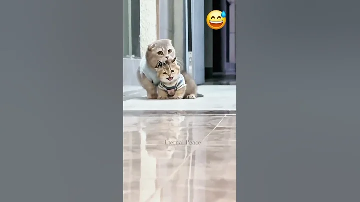 Video 10187511: cute mother cat, funny cat