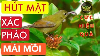 Hút Mật Xác Pháo Mái Mồi - Tiếng Hút Mật Xác Pháo Mái Mồi - Bẫy Hiệu Quả 100% - Nectar-Sucking Bird