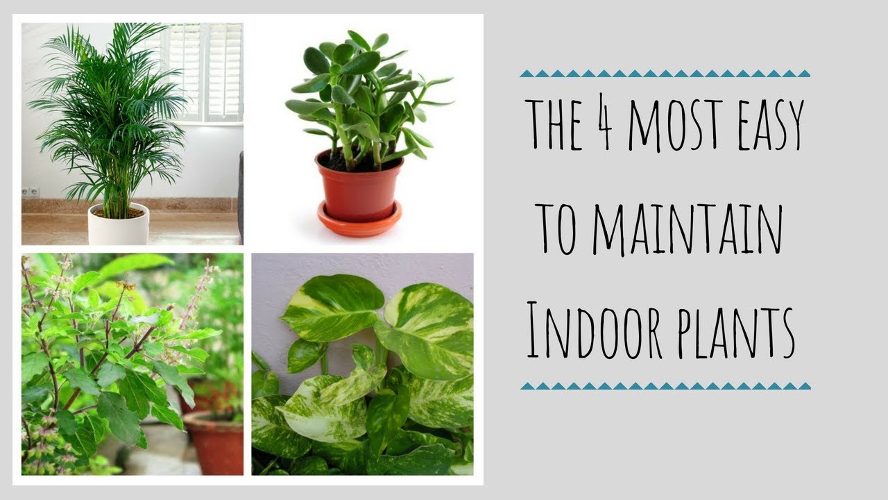 The 4 (Four) best easy to maintain Indoor Plants | Low Maintenance