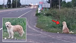 Loyal Dog Waits At Same Spot For 4 Years Until Dad Plants Camera