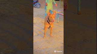 Gultair Dog Dog Fight Puppies Gultair