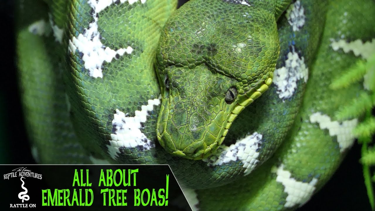 Emerald Tree Boa - Georgia Aquarium