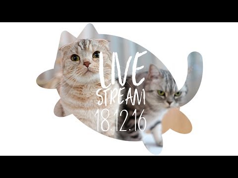 수리노을 고양이가족 2018년 12월 16일 LIVE 【SURI&NOEL】