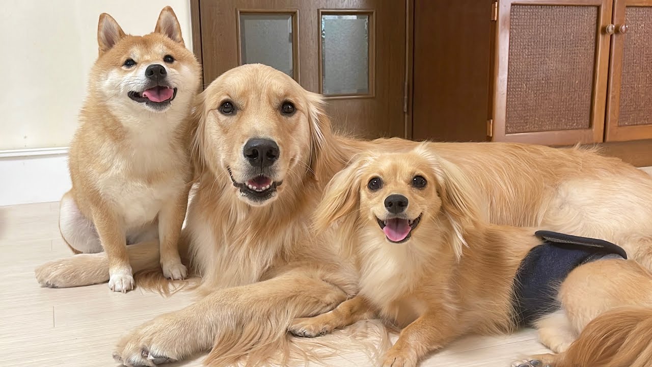 少しの間我が家に家族が増えることになりました！ - YouTube