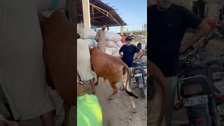 #cow #farming #animals #farm #explore #foryou #explorepage #trend #viral #trending #shorts #views