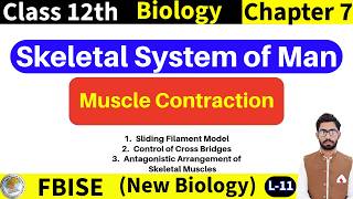Muscle Contraction - Sliding Filament Model | Control of Cross Bridges | Class 12 FBISE New Biology