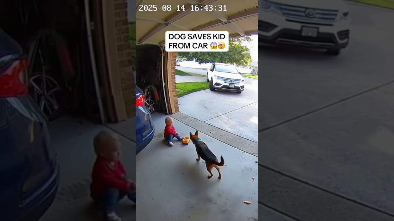 Dog saves kid from CAR accident!