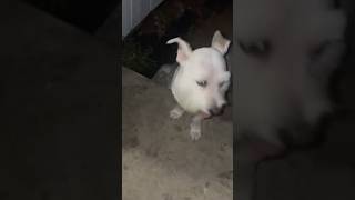 FOUND DOG - LUBBOCK TEXAS