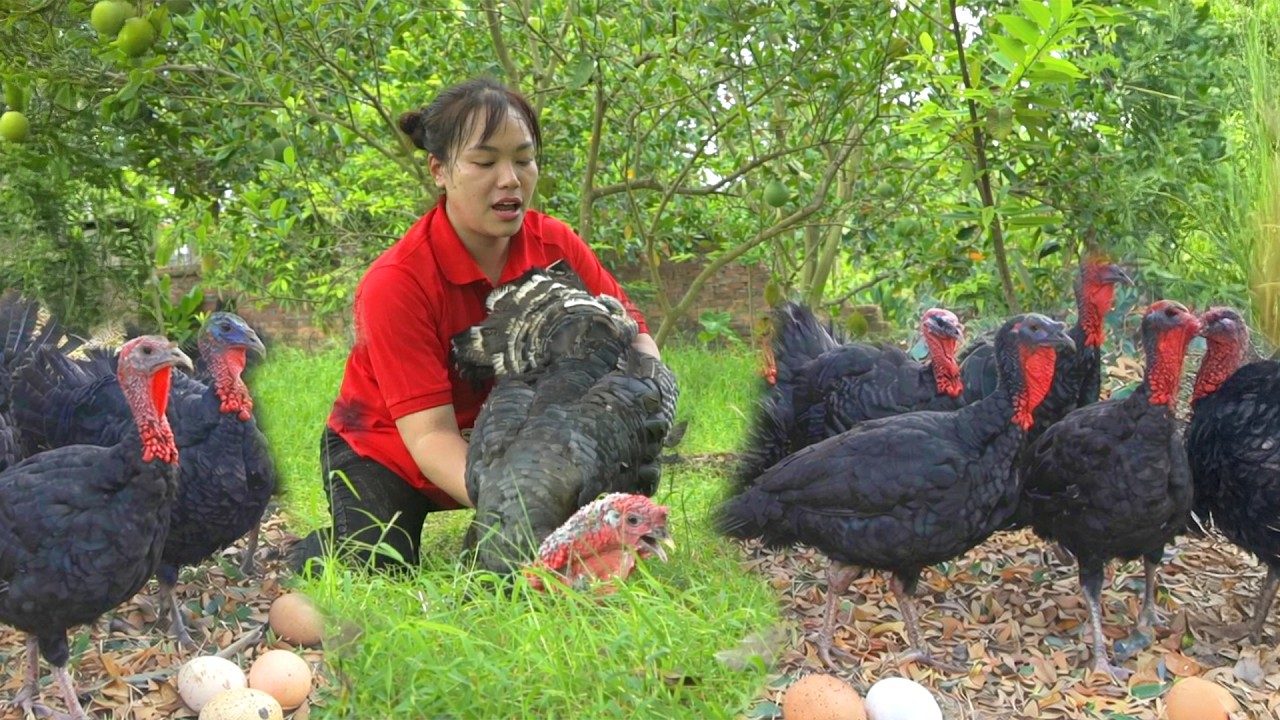 [TIMELAPSE] - 488 Days Harvesting Many Big Turkey,Digging Up Arrowroot ...