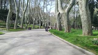 Ceviz Ağacı Nâzım Hikmet