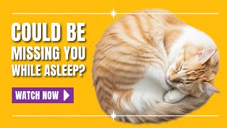 Ever Wonder What Your Cat Dreams? Science Has Answers!