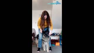 Teach your dog Middle! A great trick and fun recall cue 🐶