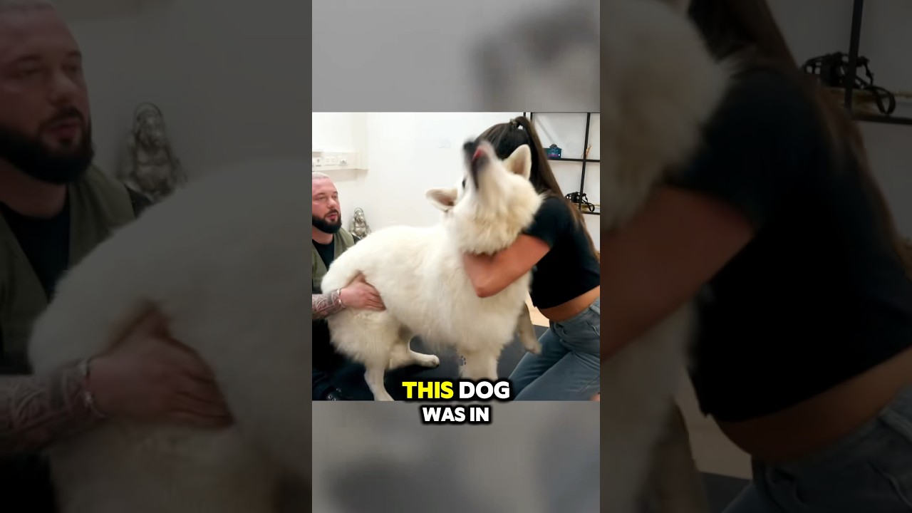 Боль в спине у собаки полностью прошла! 😱