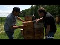Looming Trump tariffs a sticky situation for Canadian honey producers