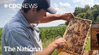 Looming Trump tariffs a sticky situation for Canadian honey producers