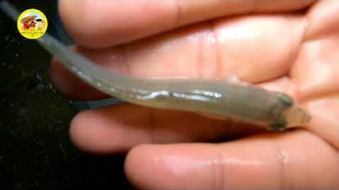 videos đi bắt hải sản #371 bắt đêm ở biển Vũng Tàu bạn sẽ gặp những con này.