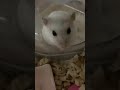 パールドワーフハムスターカメラに突進！！2021 12 02 #shorts