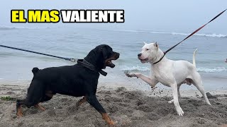 DOGO ARGENTINO & ROTTWEILER enfrentándose a las olas de mar