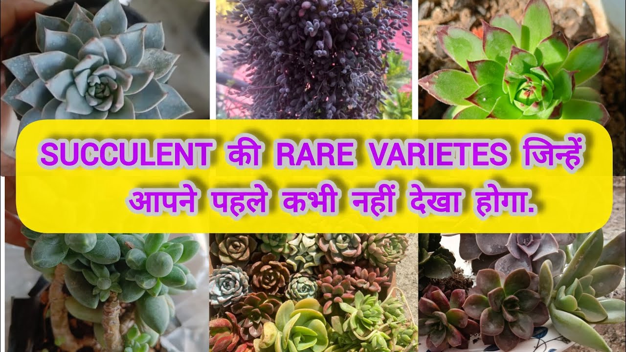 Succulent की Rare Varieties जिन्हें आपने पहले कभी नहीं देखा होगा🩷/Succulent Huge Collection Care 