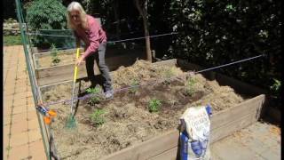 Cannabis Cultivation: Fertilize Marijuana Garden Organically