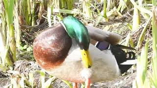 A Mallard is grooming by Sharmin Ritterson 227 views 3 months ago 52 seconds