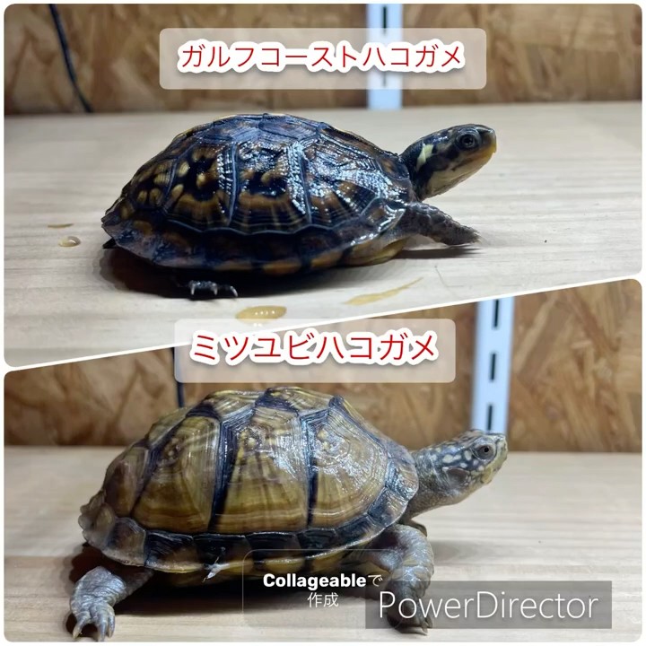 「ガルフコーストハコガメvsミツユビハコガメ」の食事タイム!#爬虫類 #reptiles #ハコガメ - YouTube