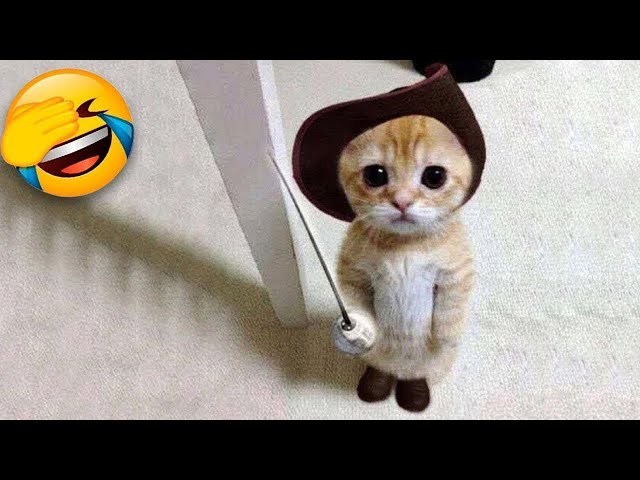 Try Not To Laugh 🤣 Funniest Cats and Dogs 2023 😹🐶 Part 12 class=