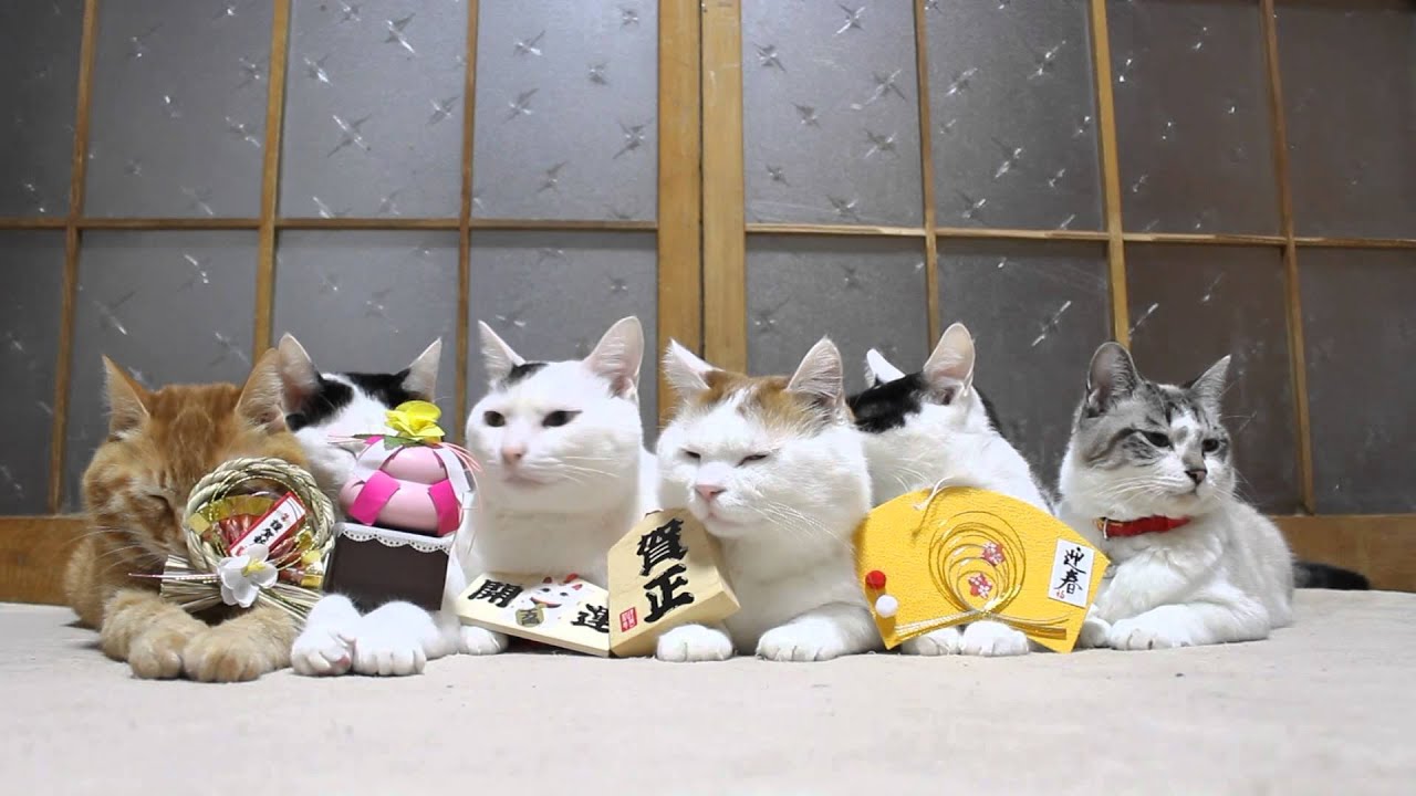 のせ猫 X 15年お正月 New Year Cat Youtube