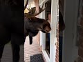 The moose said, let me in 😂🤣🤣