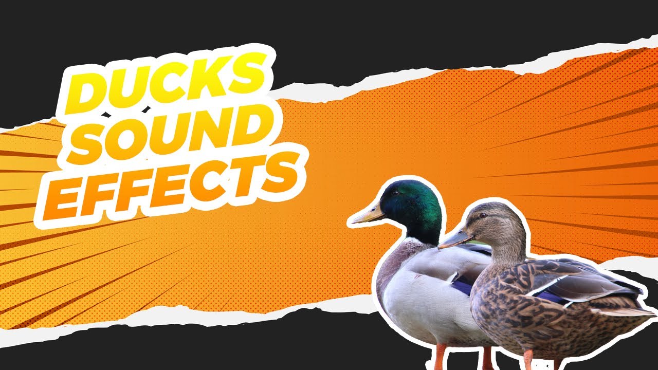 Ducks Sound Effects YouTube