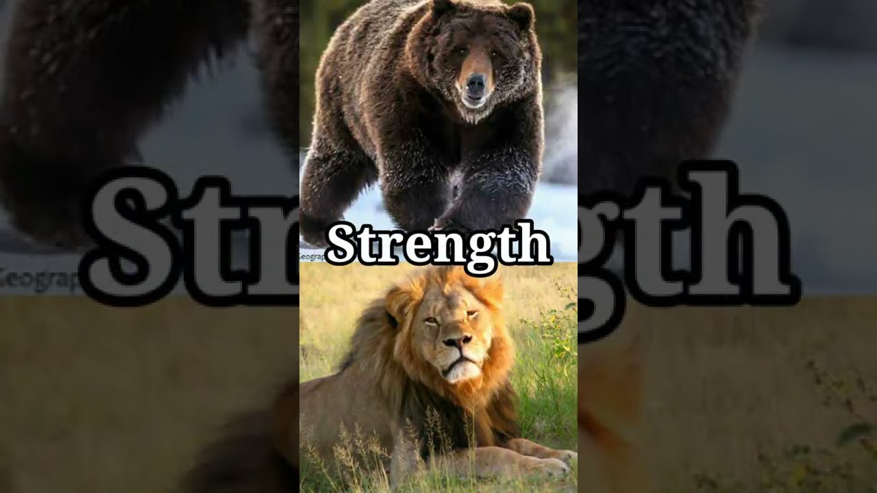 African Lion Vs Grizzly Bear || Lion vs Bear 
