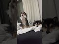 友達の家にお泊まりしてきた黒豆柴の琥珀#shorts