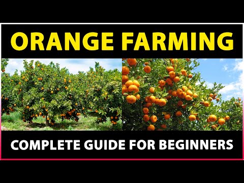 Video: Kako brati naranče - savjeti za branje naranči u vrtu