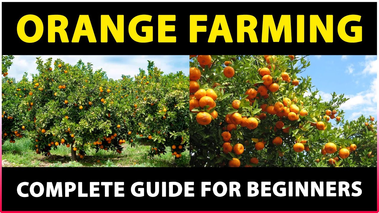 orange farming business plan