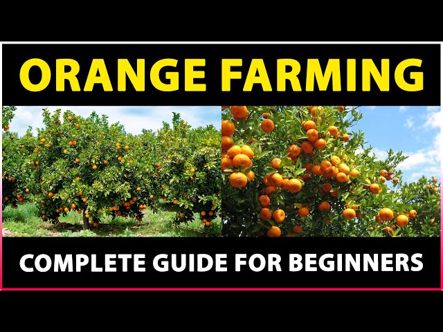Orange Farming: Tips for Successful Cultivation class=