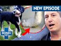 Dog With Deformed Twisted Paw Gets Dicey Surgery | Coast To Coast S7 E 2 | Bondi Vet