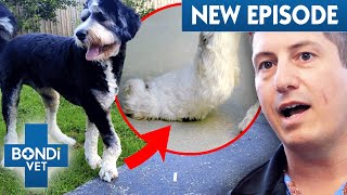Dog's Deformed Paw Gets High-Risk Surgery | Coast To Coast S7 E 2 | Bondi Vet by Bondi Vet 31,652 views 1 month ago 35 minutes