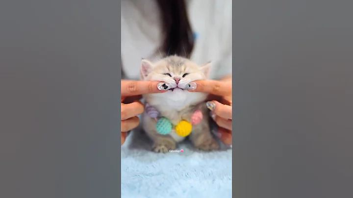 Video 11094561: funny cats kittens funniest, cat cute kitten's funniest