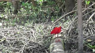 Scarlet Ibis  - Cano Manano Delta Orinoco Venezuela - Thore Noernberg Birdwatching