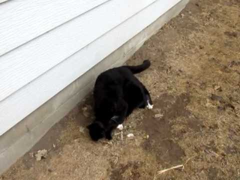 Male and Female cats meeting for the first time