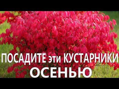 Видео: Декоративный зимний сад в Зоне 8: выбор декоративных растений для зимы в Зоне 8