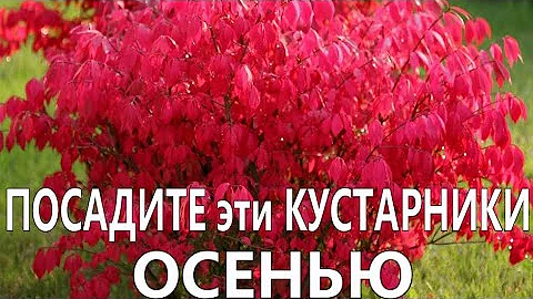 САМЫЕ НЕПРИХОТЛИВЫЕ ДЕКОРАТИВНЫЕ КУСТАРНИКИ,которые можно посадить осенью в саду и на даче.