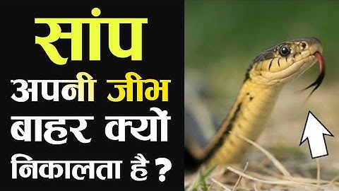 Why does a snake flick its tongue ? सांप अपनी जीभ बाहर क्यों निकलता है ?
