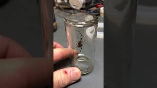 Brown Widow Spider!