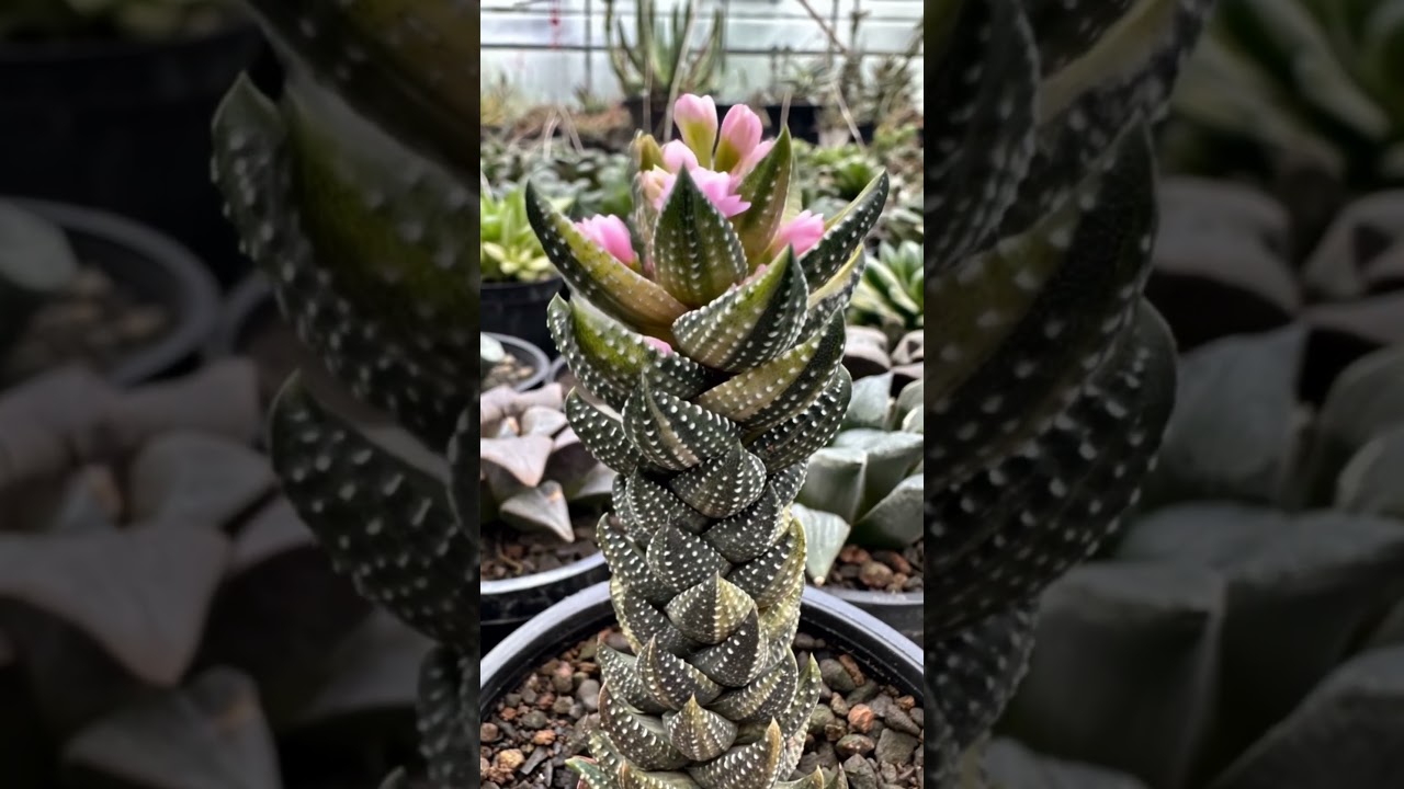 Искусство ИИ Haworthia reinwardtii chalwinii｜