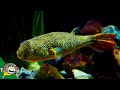 THE LARGEST FRESHWATER PUFFER. Tetraodon Mbu Puffer Fish Profile