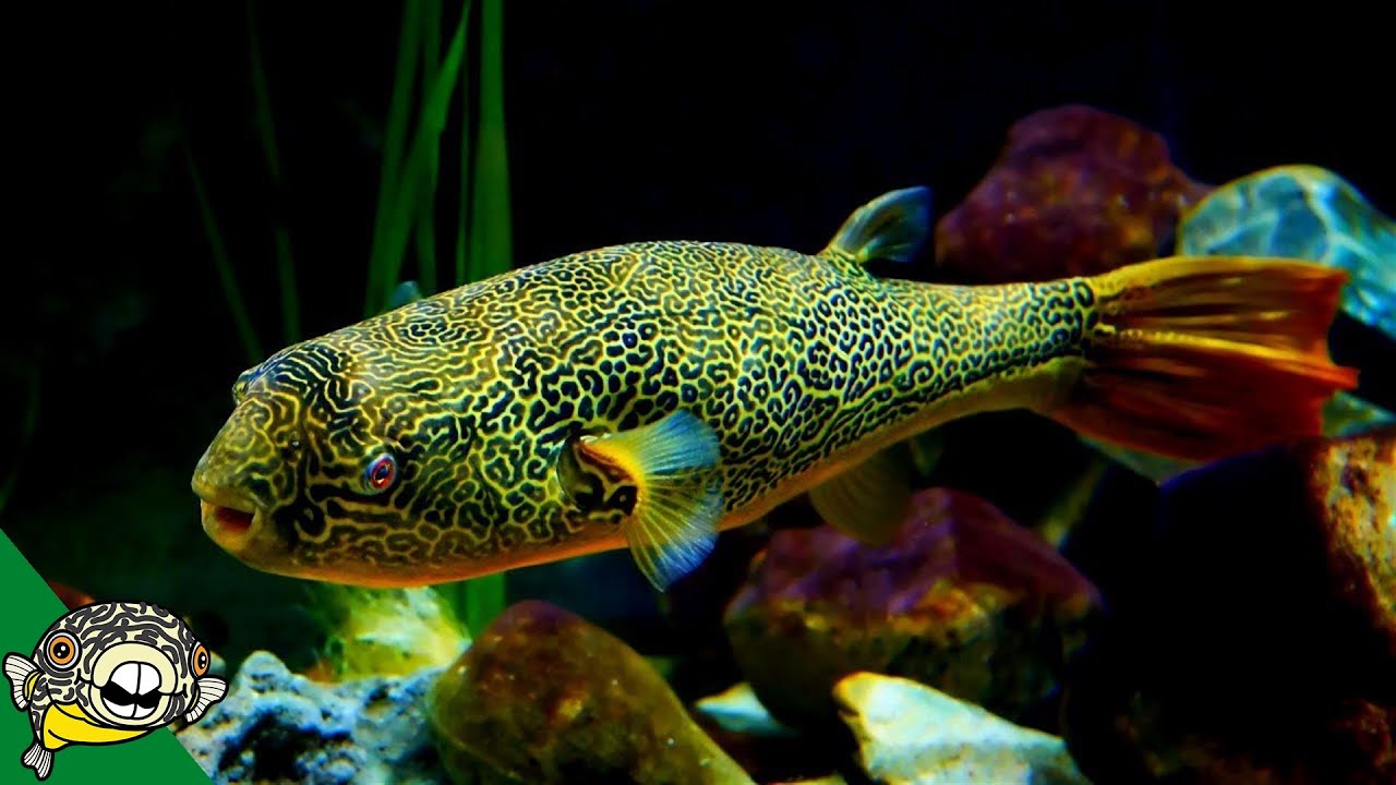 THE LARGEST FRESHWATER PUFFER. Tetraodon Mbu Puffer Fish Profile ...